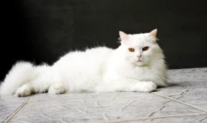 manfaat madu untuk kucing anggora