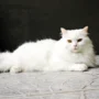 manfaat madu untuk kucing anggora