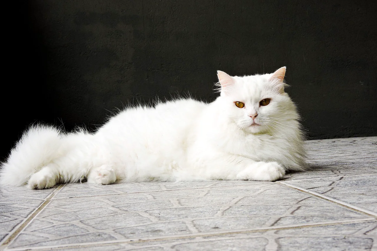 manfaat madu untuk kucing anggora
