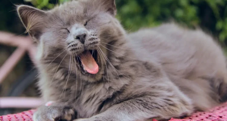 manfaat lidah buaya pada kucing