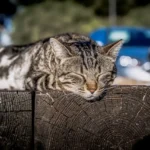 manfaat kucing dijemur pagi hari