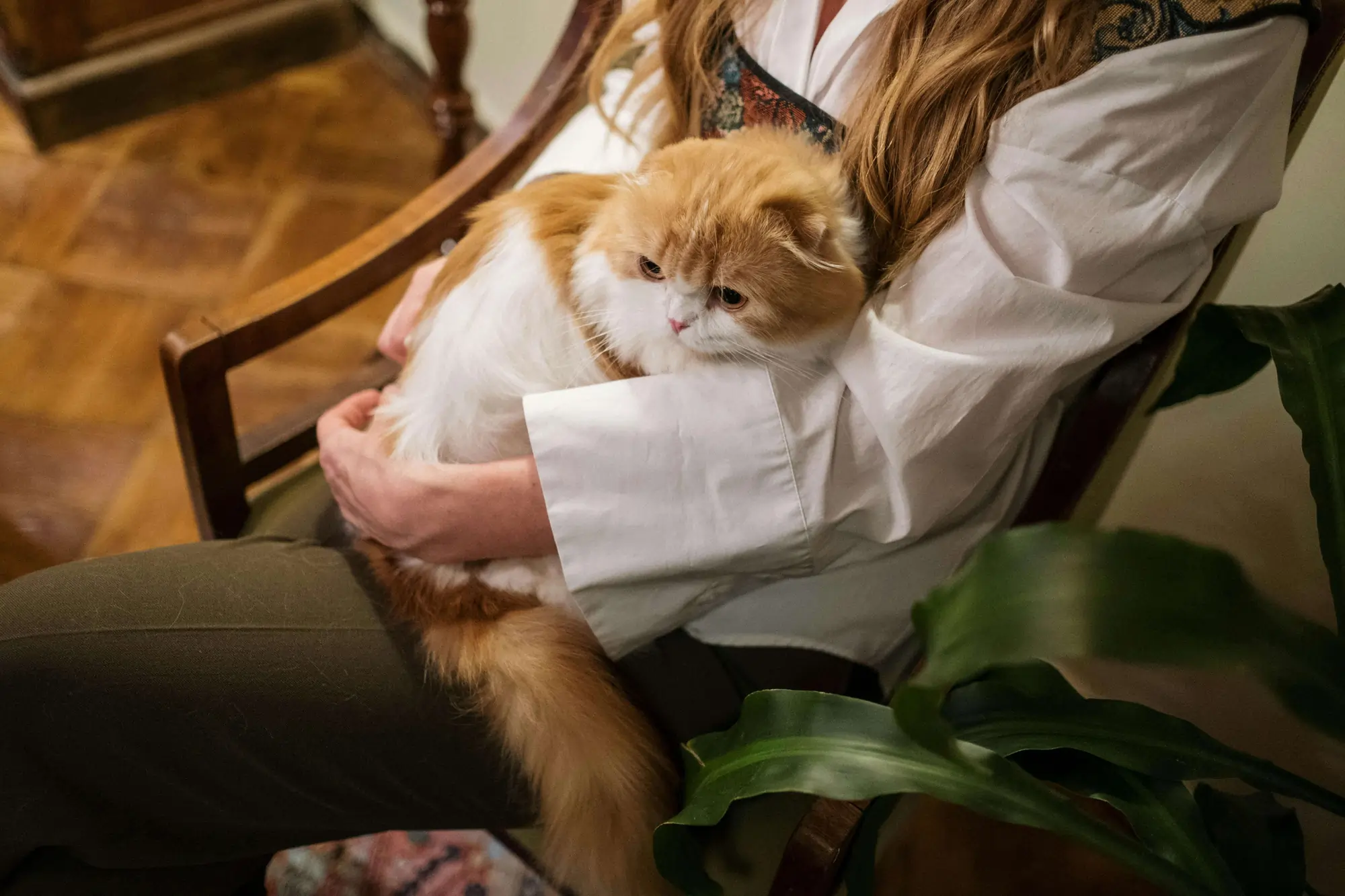 Manfaat Memelihara Kucing