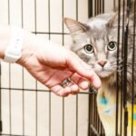 membersihkan kandang kucing
