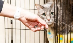 membersihkan kandang kucing