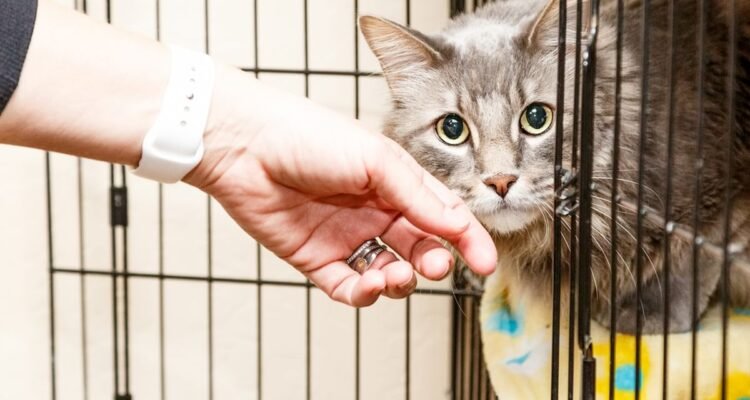 membersihkan kandang kucing