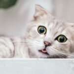 Mata Kucing Seperti Katarak