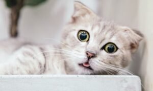 Mata Kucing Seperti Katarak