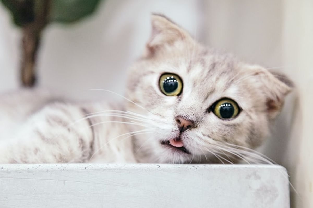 Mata Kucing Seperti Katarak