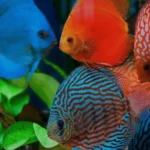 memelihara ikan discus