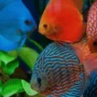 memelihara ikan discus