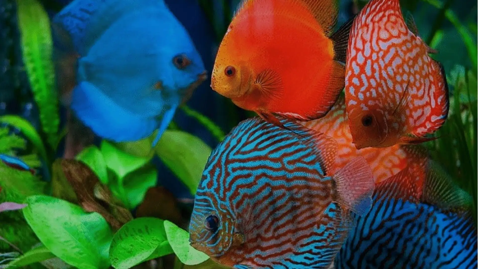 memelihara ikan discus