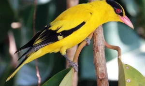 Burung Kepodang