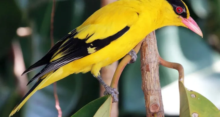 Burung Kepodang