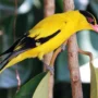 Burung Kepodang