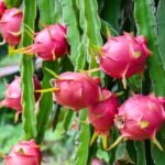 Buah Naga