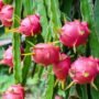Buah Naga