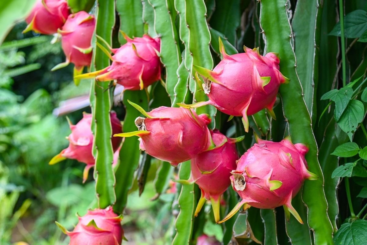 Buah Naga