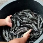 panen lele 29 hari