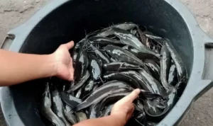 panen lele 29 hari