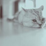 Kucing Stres