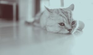 Kucing Stres