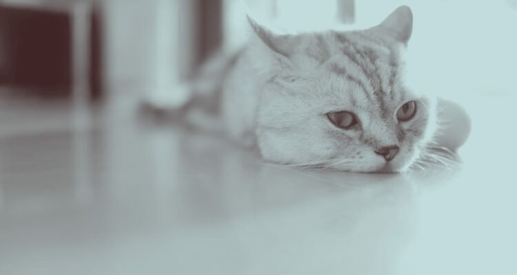 Kucing Stres