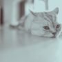 Kucing Stres