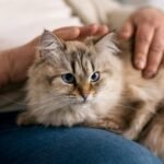 Pahala Memelihara Kucing