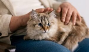 Pahala Memelihara Kucing