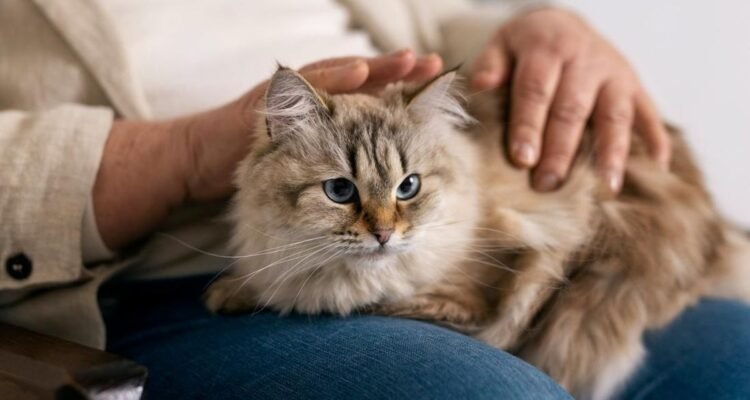 Pahala Memelihara Kucing