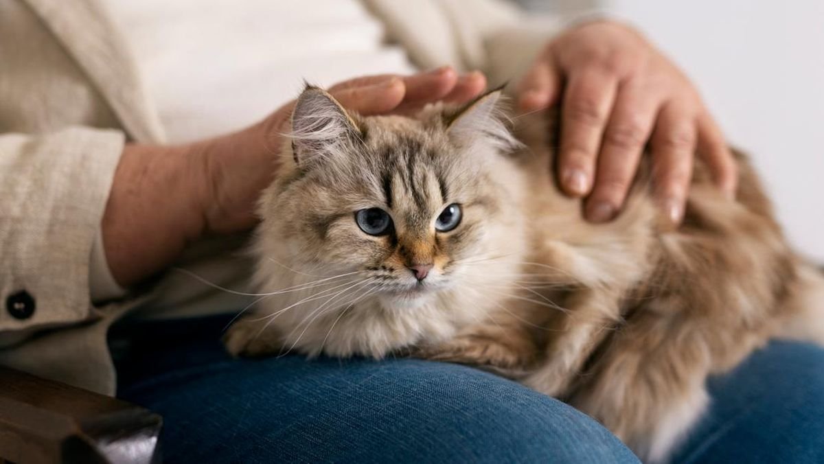Pahala Memelihara Kucing