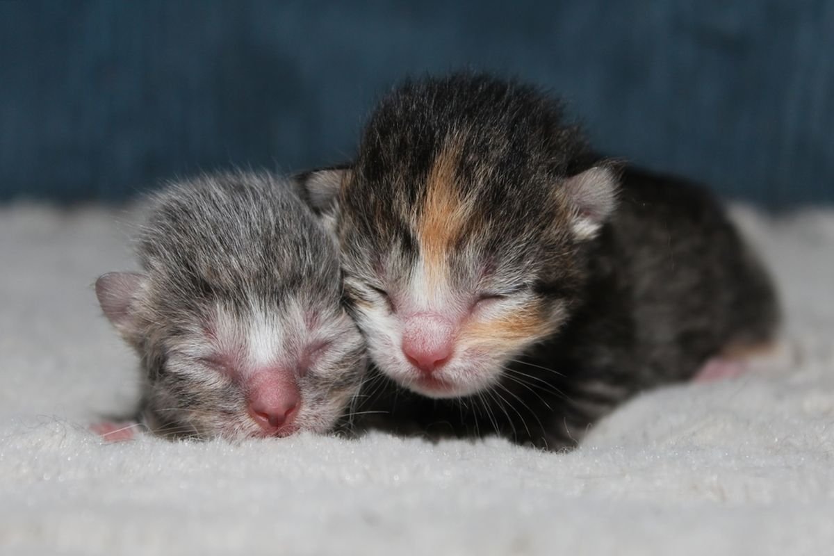 penyebab anak kucing terlahir buta
