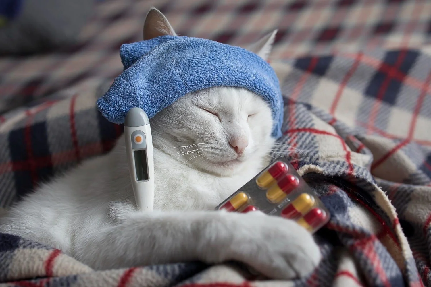 Telinga Kucing