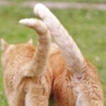 Ekor Kucing Bengkok