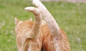 Ekor Kucing Bengkok