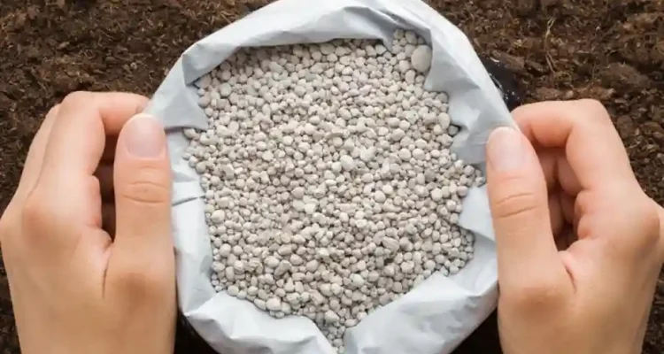 Pupuk untuk Sawit: Kunci Produktivitas dan Kualitas Tandan Buah Segar