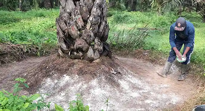 Pupuk untuk Sawit