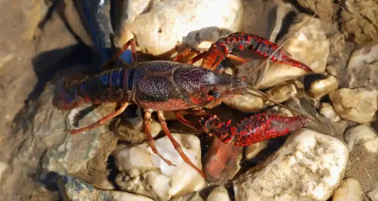Lobster Air Tawar, Komoditas Bernilai Tinggi dan Potensi Bisnis Menjanjikan