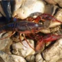 Lobster Air Tawar, Komoditas Bernilai Tinggi dan Potensi Bisnis Menjanjikan