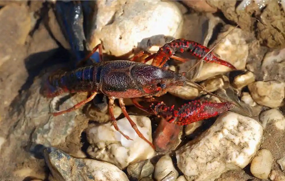 Lobster Air Tawar, Komoditas Bernilai Tinggi dan Potensi Bisnis Menjanjikan