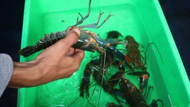 Lobster Air Tawar