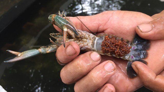 Lobster Air Tawar