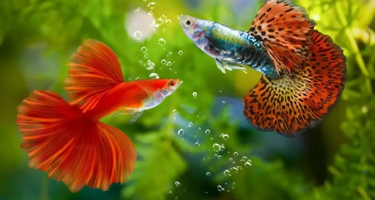 Budidaya Ikan Gupi, Peluang Usaha Menjanjikan dari Akuarium Rumah