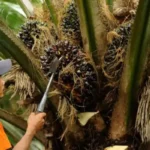 Tips Memanen Sawit dengan Hasil Maksimal dan Efisien