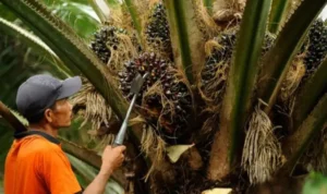 Tips Memanen Sawit dengan Hasil Maksimal dan Efisien