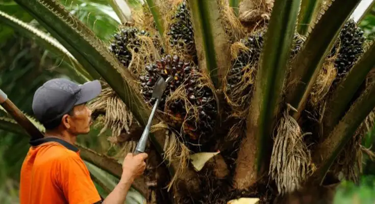 Tips Memanen Sawit dengan Hasil Maksimal dan Efisien