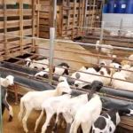 Cara Merawat Anak Kambing agar Cepat Tumbuh Sehat dan Kuat
