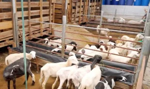 Cara Merawat Anak Kambing agar Cepat Tumbuh Sehat dan Kuat