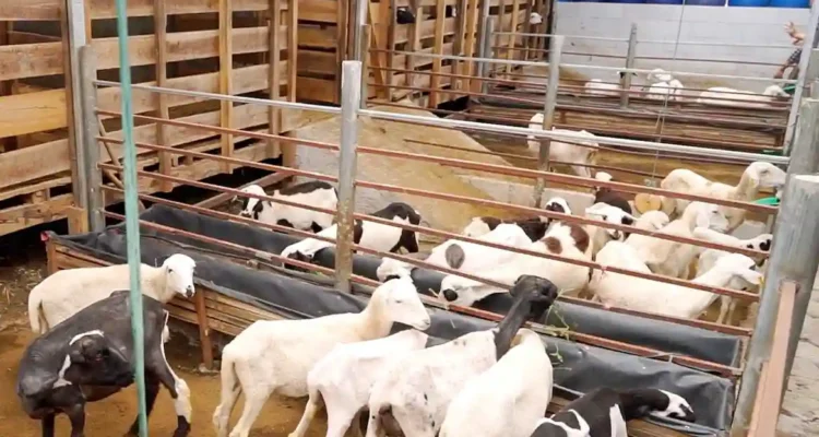 Cara Merawat Anak Kambing agar Cepat Tumbuh Sehat dan Kuat