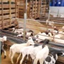 Cara Merawat Anak Kambing agar Cepat Tumbuh Sehat dan Kuat